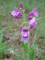 Image of Penstemon cobaea