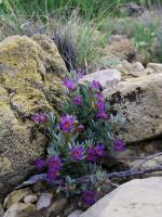 Penstemon thompsoniae image