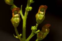 Scrophularia montana image