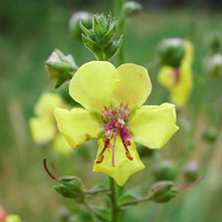 Image of Verbascum blattaria