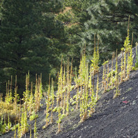 Verbascum thapsus image