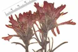 Castilleja chromosa image