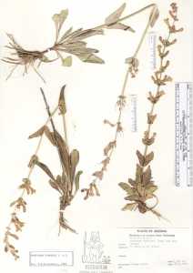 Penstemon fendleri image