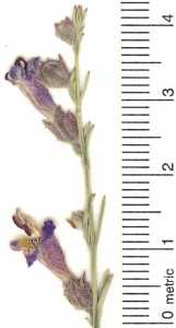 Penstemon linarioides image