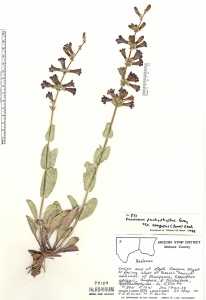 Penstemon pachyphyllus image