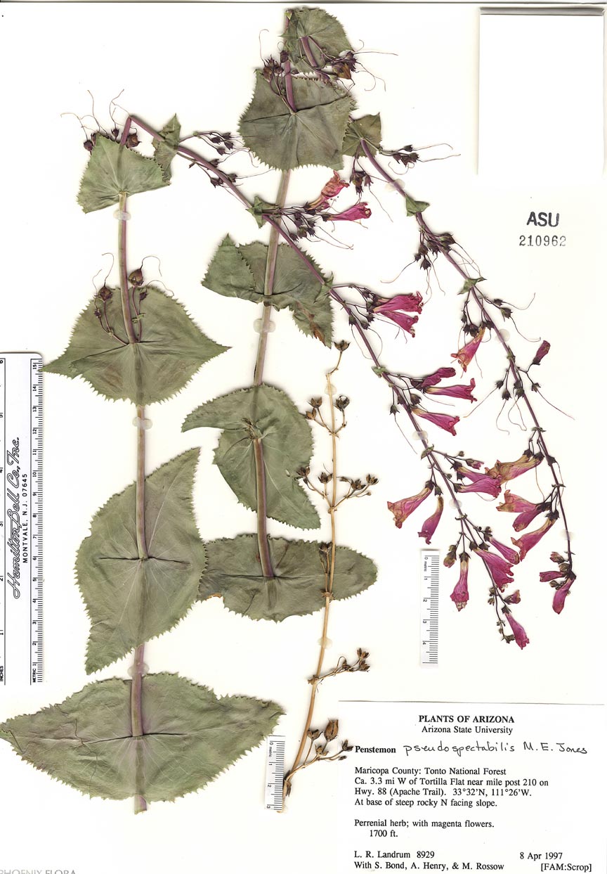 Penstemon image