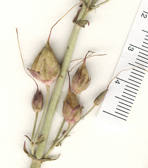 Penstemon pseudospectabilis subsp. pseudospectabilis image