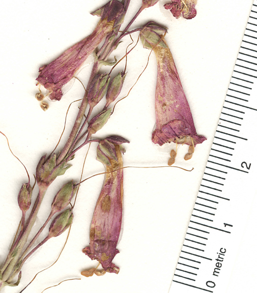 Penstemon pseudospectabilis subsp. pseudospectabilis image