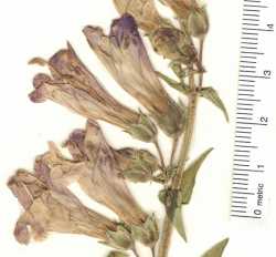 Penstemon strictus image