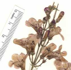 Penstemon thurberi image