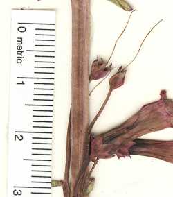 Penstemon utahensis image