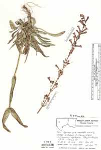 Penstemon utahensis image