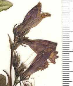 Penstemon whippleanus image