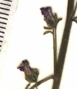 Sairocarpus watsonii image
