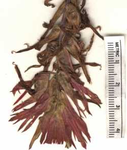 Castilleja linariifolia image