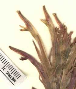 Castilleja sessiliflora image