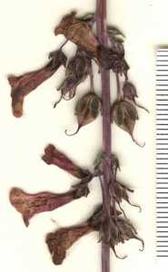 Penstemon parryi image