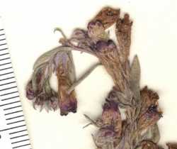 Penstemon thompsoniae subsp. thompsoniae image