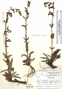 Penstemon utahensis image