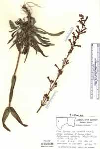 Penstemon utahensis image