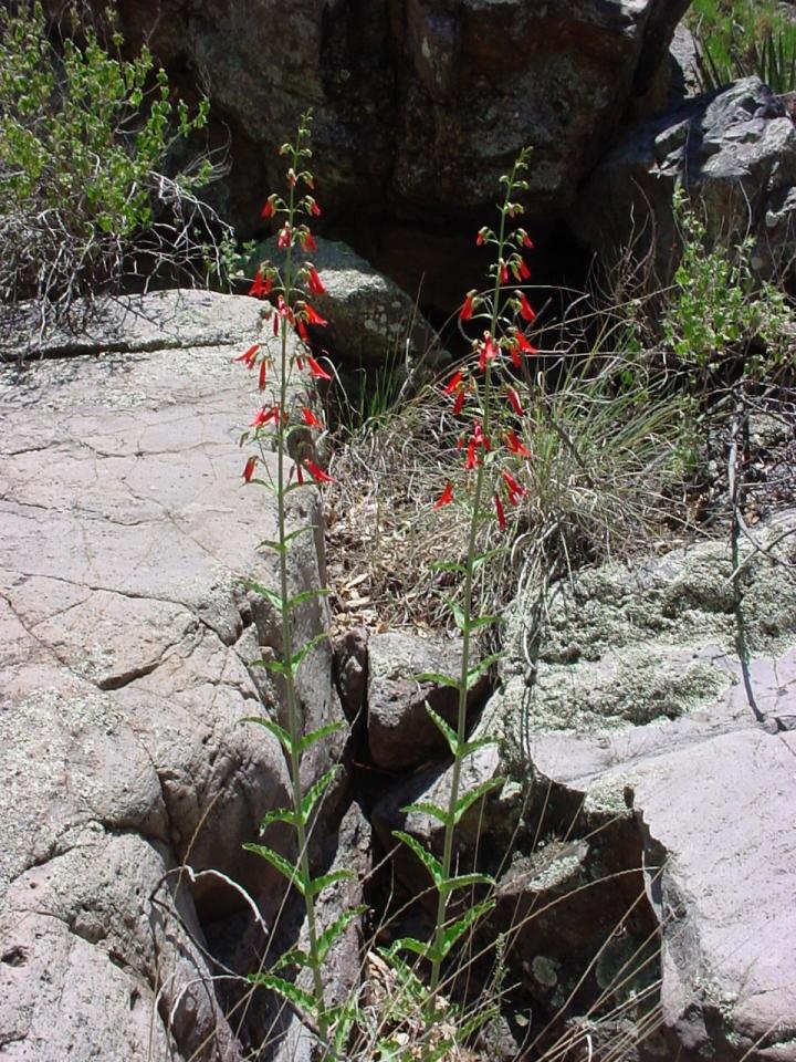 Penstemon barbatus subsp. barbatus image