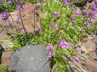 Penstemon strictus image