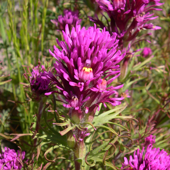 Castilleja exserta image