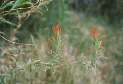 Image of Castilleja minor