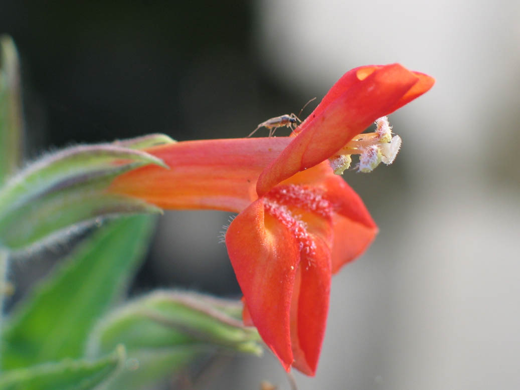 Mimulus image