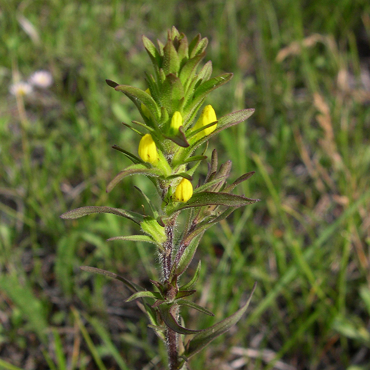 Orthocarpus luteus image