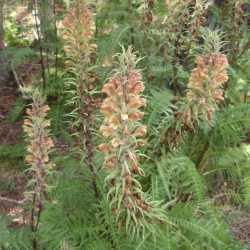 Pedicularis procera image