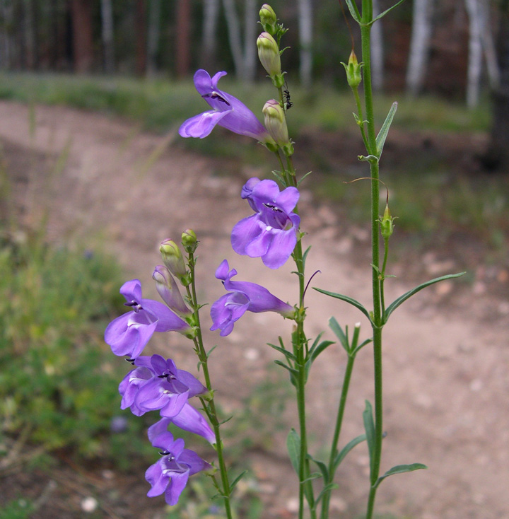 Penstemon virgatus image