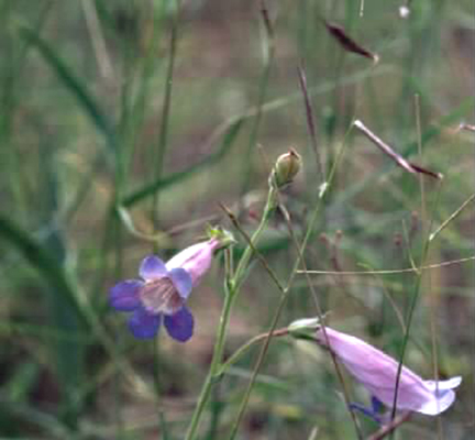 Penstemon stenophyllus image