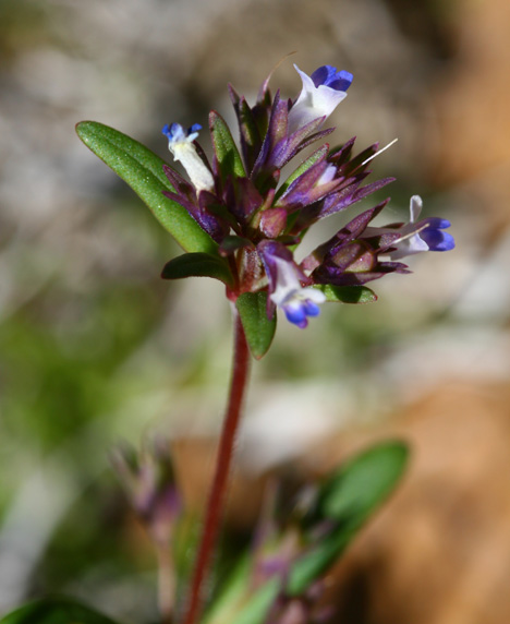 Collinsia parviflora image