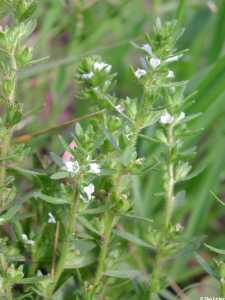 Veronica peregrina image