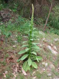 Verbascum thapsus image