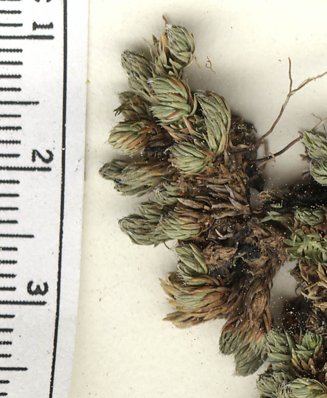 Selaginella leucobryoides image