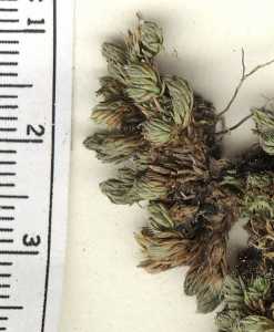 Image of Selaginella leucobryoides