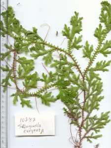 Image of Selaginella eurynota