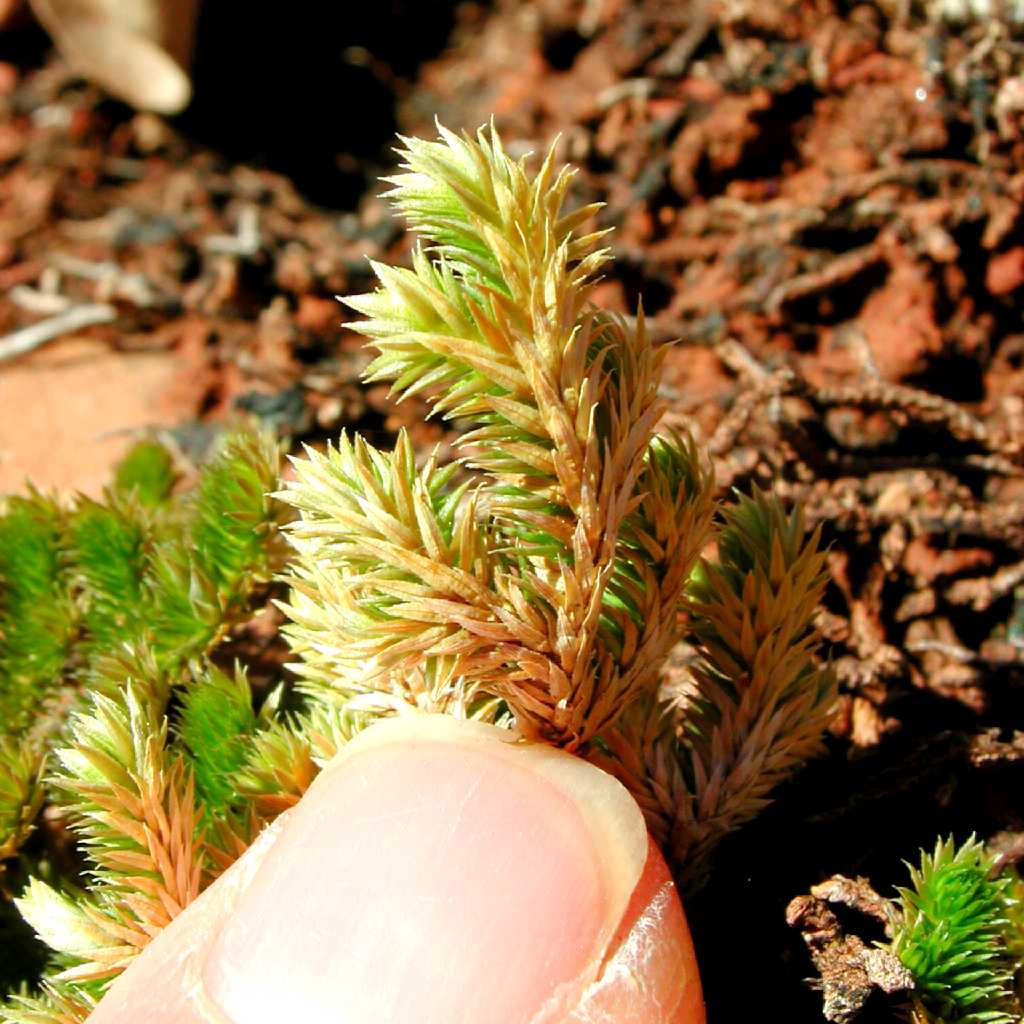 Selaginella arizonica image