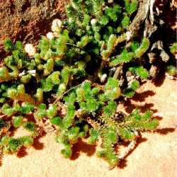 Selaginella arizonica image