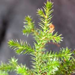 Image of Selaginella underwoodii