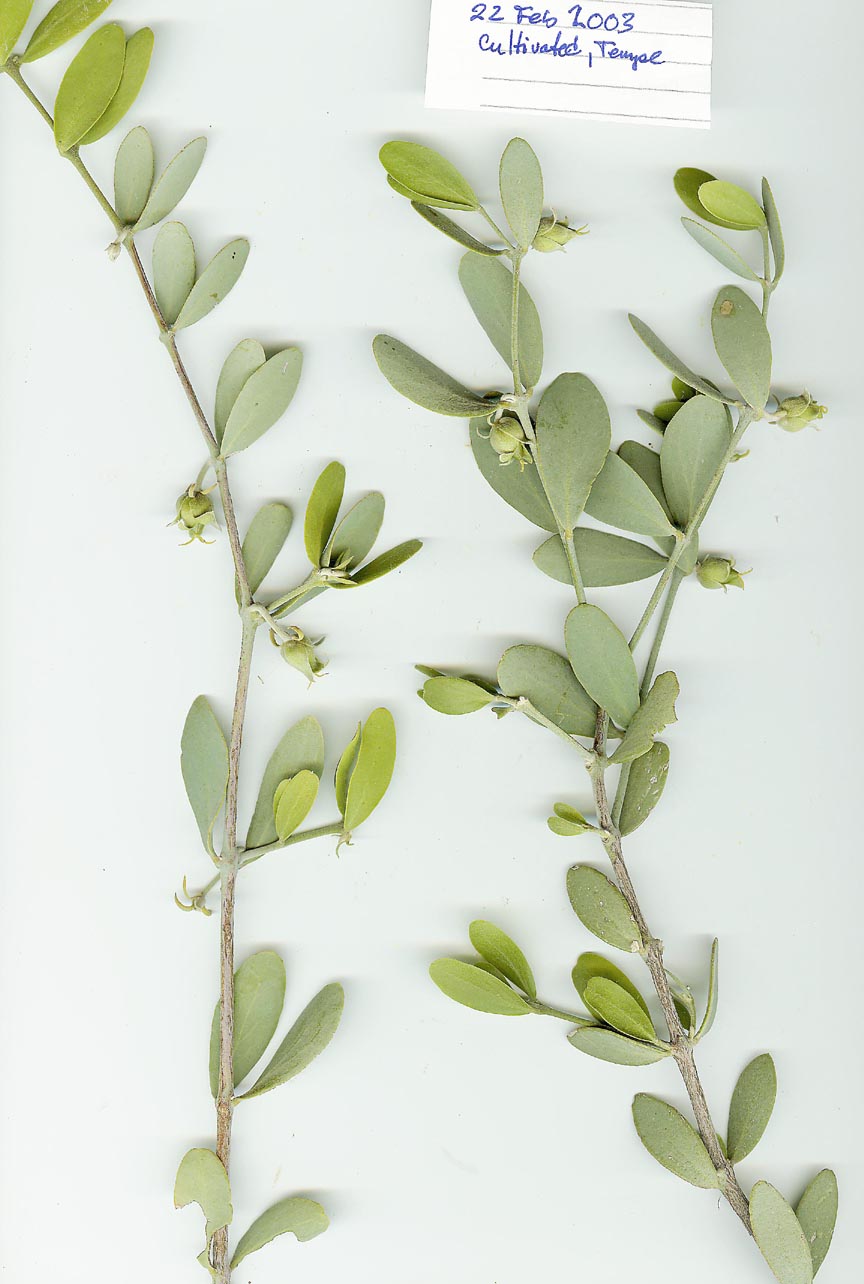 Simmondsiaceae image