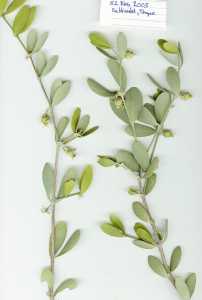 Image of Simmondsia chinensis