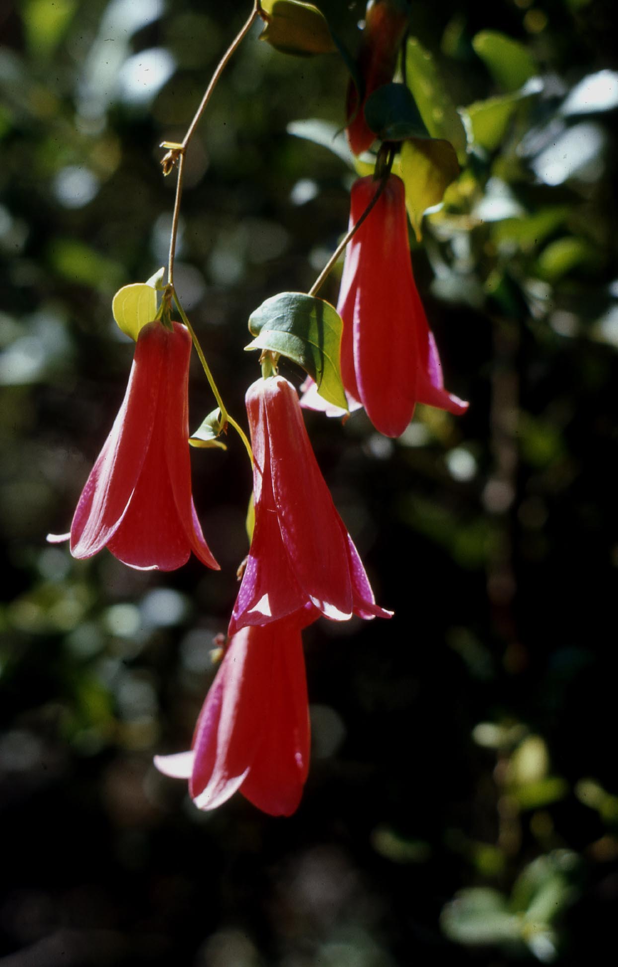 Lapageria rosea image