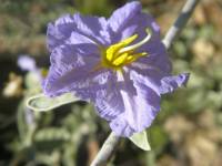 Image of Solanum hindsianum