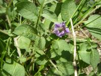 Solanum stoloniferum image