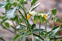 Solanum americanum image