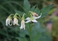 Solanum jamesii image