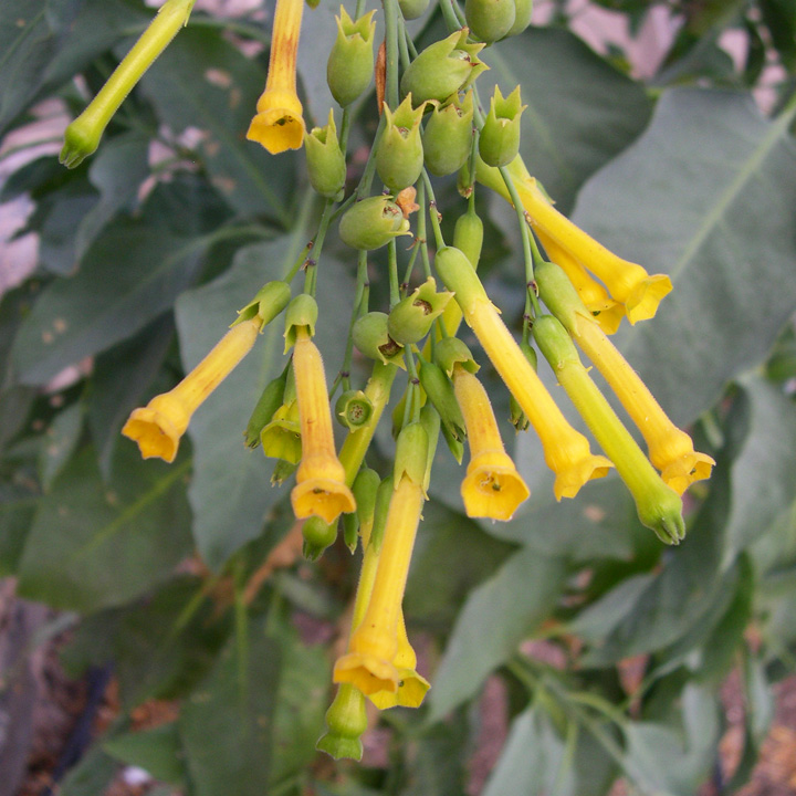 Nicotiana glauca image